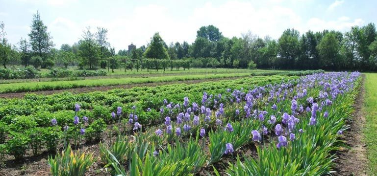 orto-botanico-erbolario-lodi-fiori-viola_1519731437